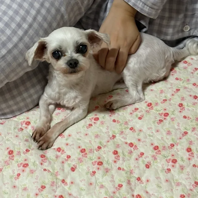 마라탕후루