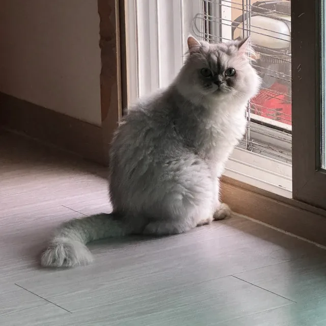 단구동5년차