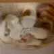 햅삐햅삐