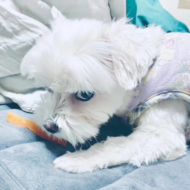 민도히