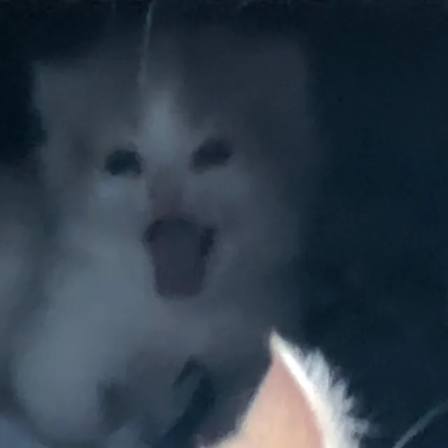뮤즈
