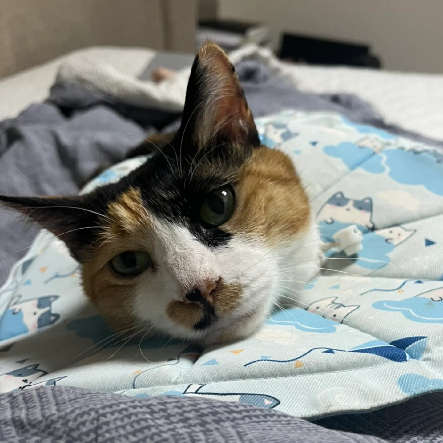 삼색고양이