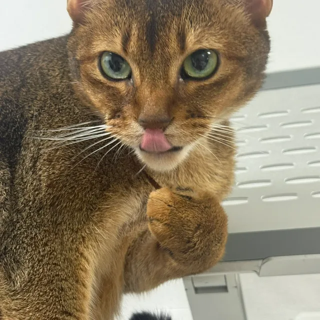 보름보름