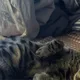 미미