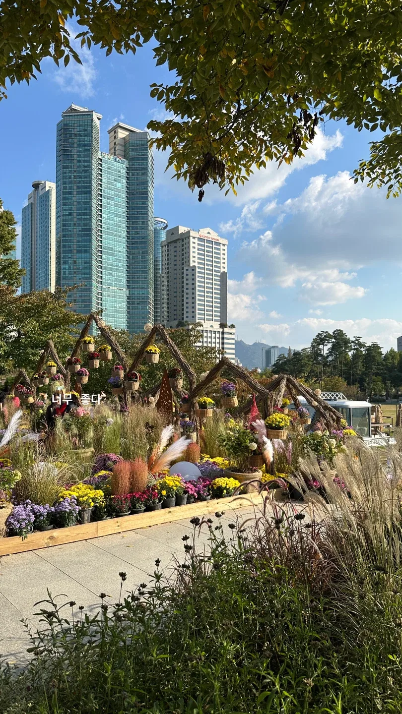 알로하
