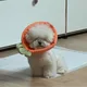 팽긴은진