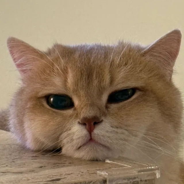 지올