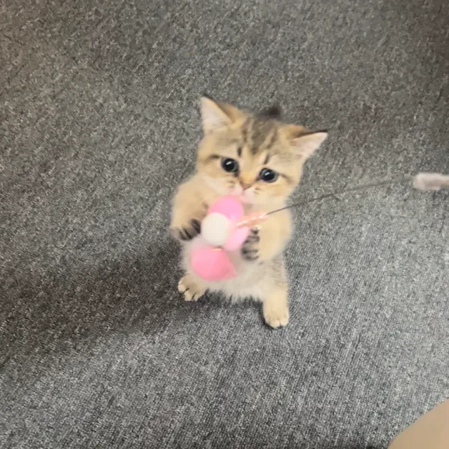 옹주쥬