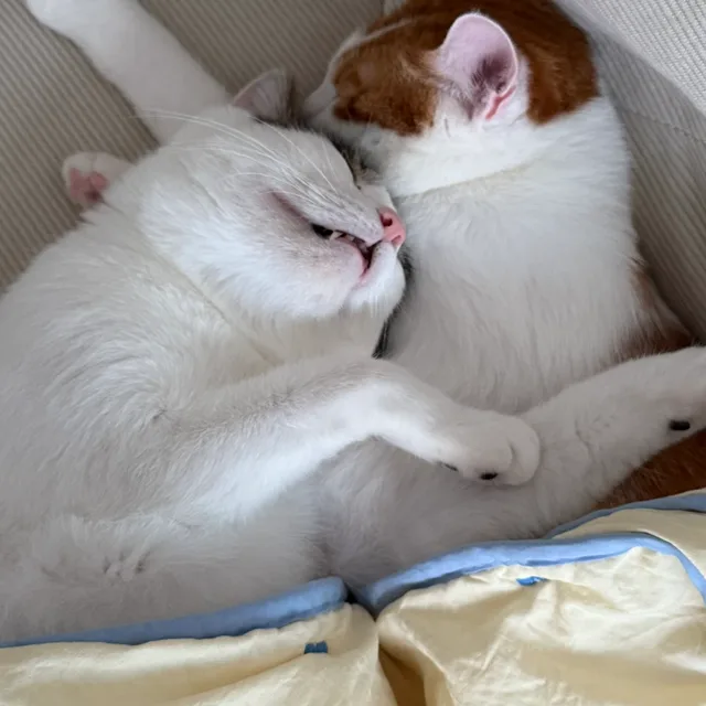 레오두