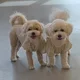 곰쑤니