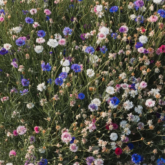 나폴리탄탄