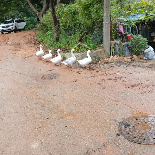 감사