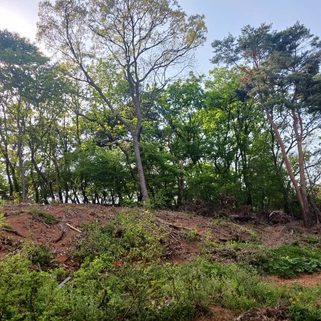 아리
