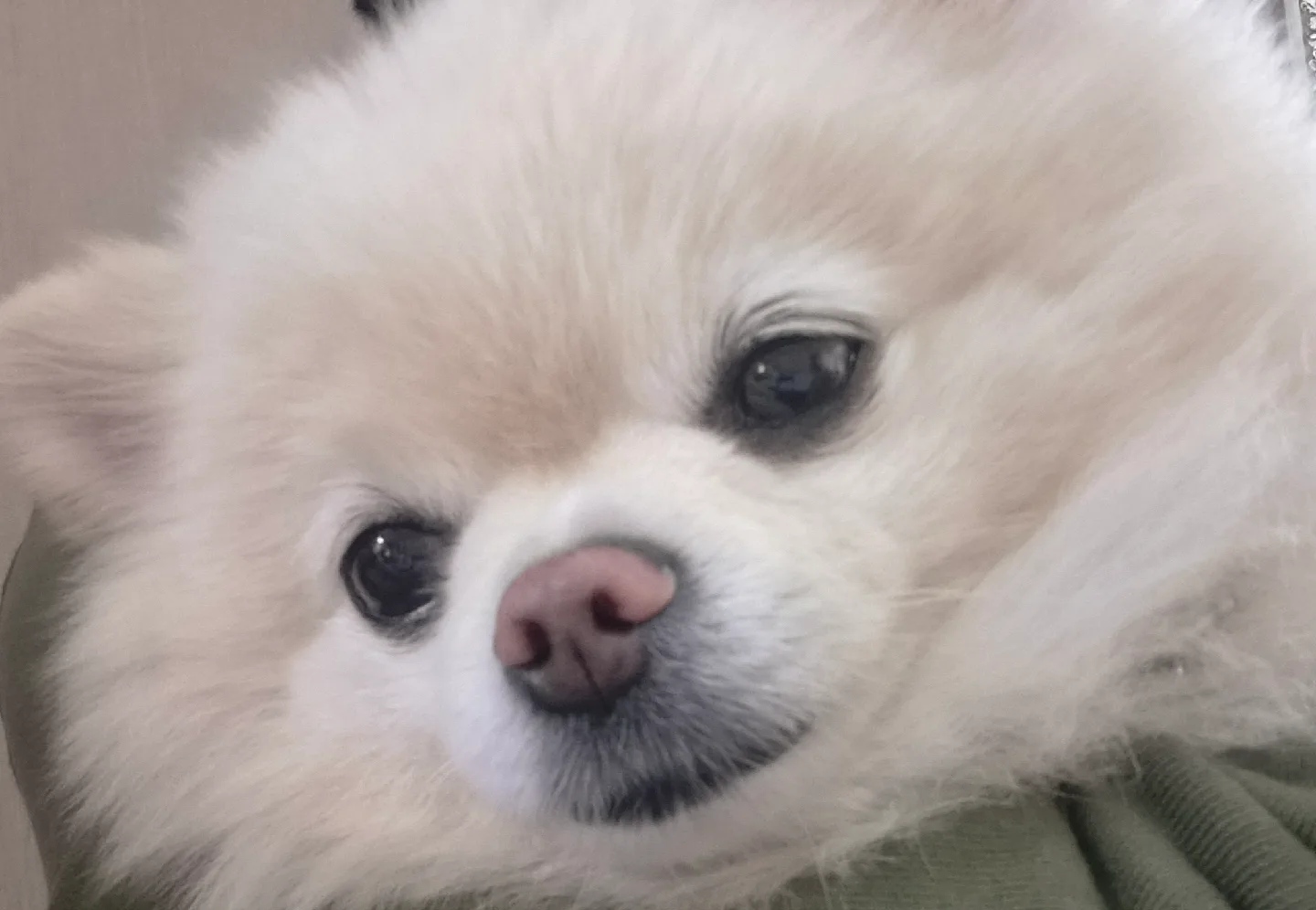 온도니를흔들수밖에업자나