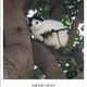 루키너구리