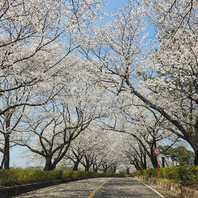 벚꽃송이가