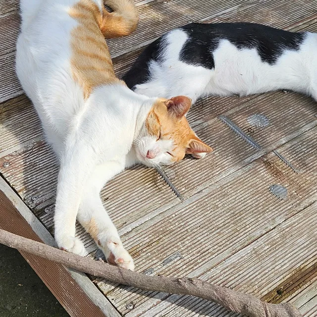 꺄르륵