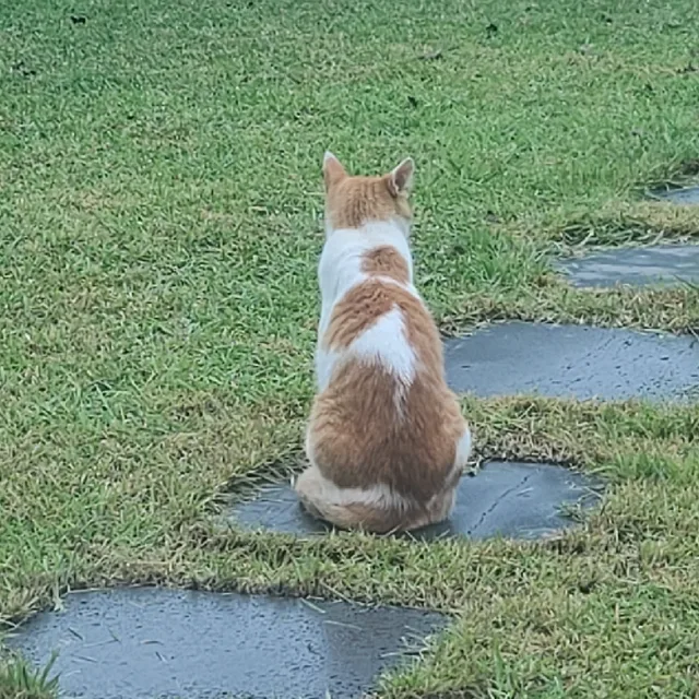 호원회룡