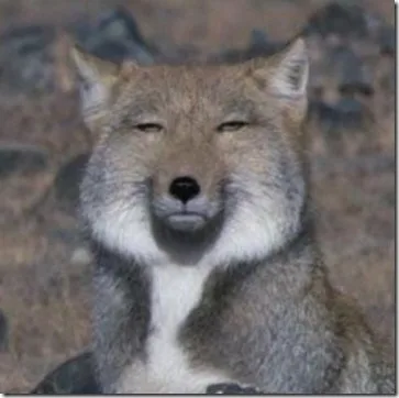 당근잼