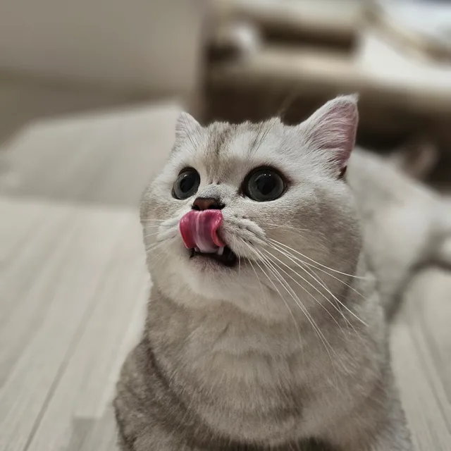 이두치