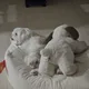 보스