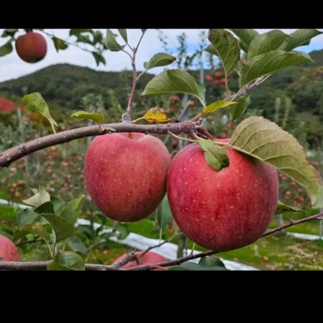 보물열차