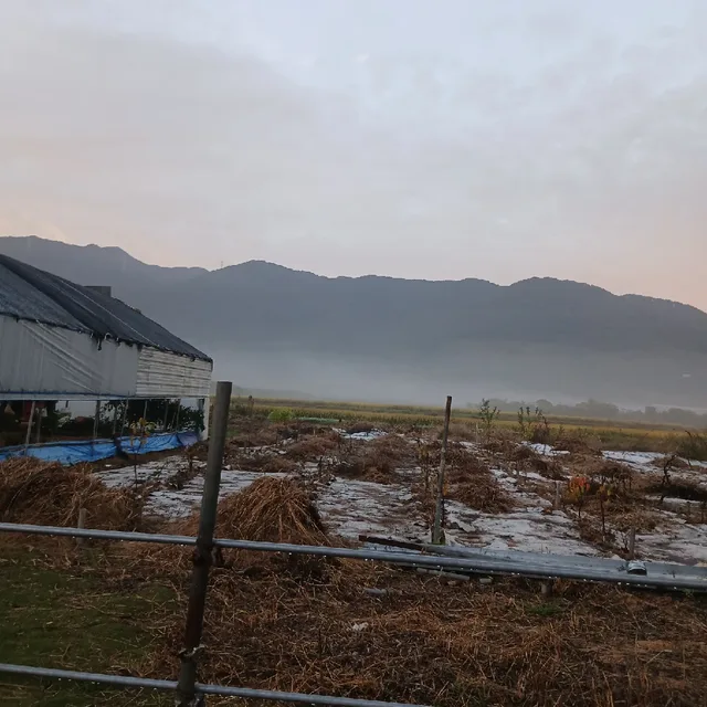 소나무