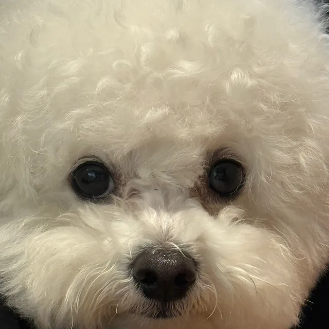허니주