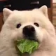 앙꼬
