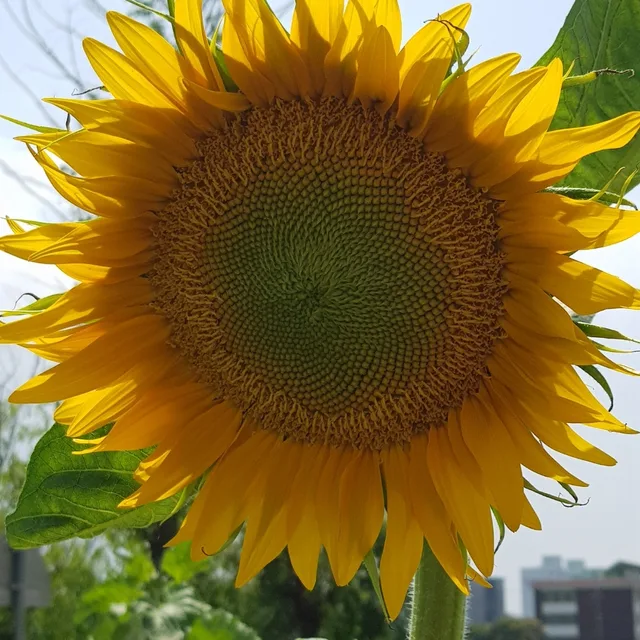해바라기