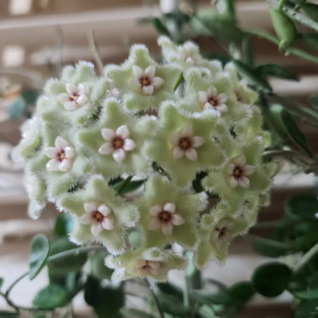 바람꽃