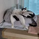 미미모모네