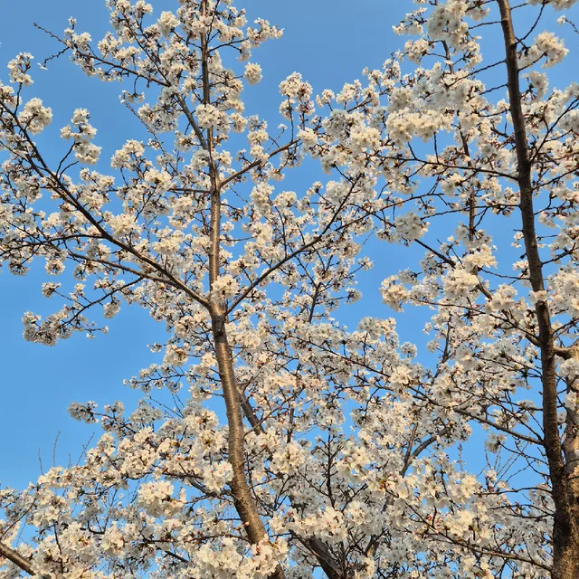 세잎클로버
