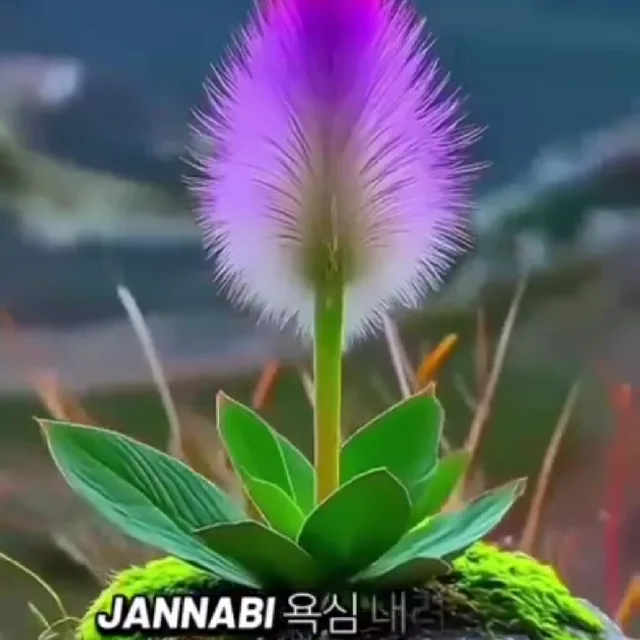 오아시스