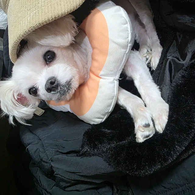 내사랑효몽