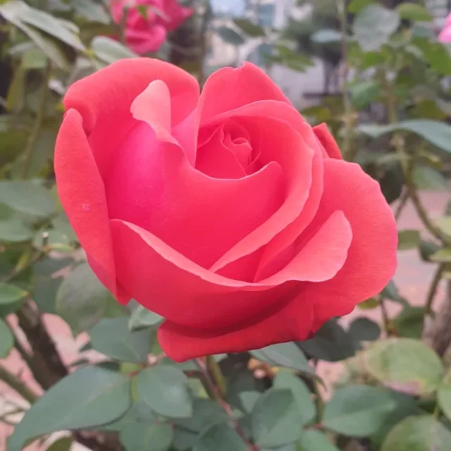 샤롯데