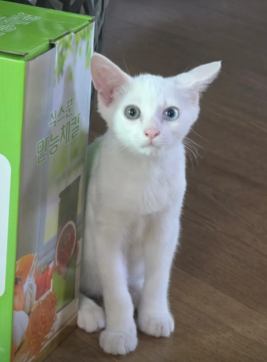 베테랑