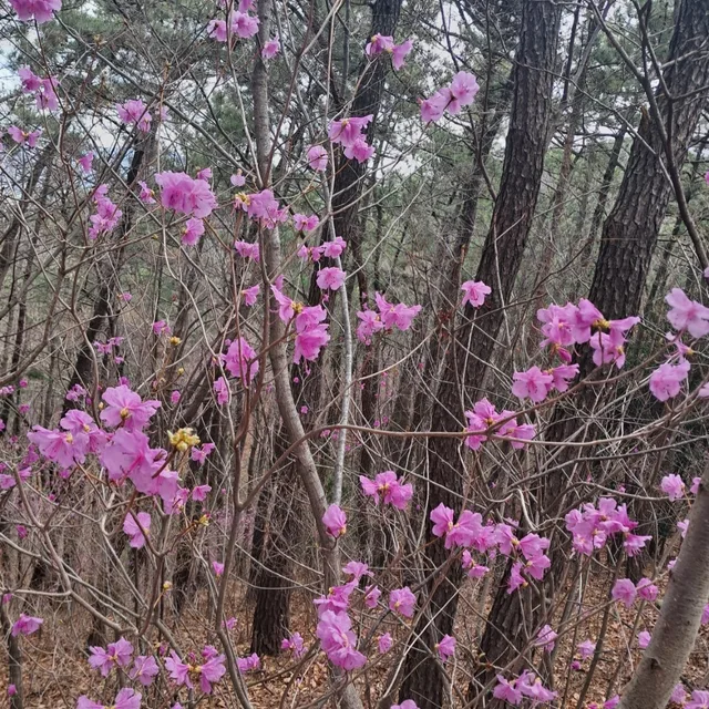 산진달래