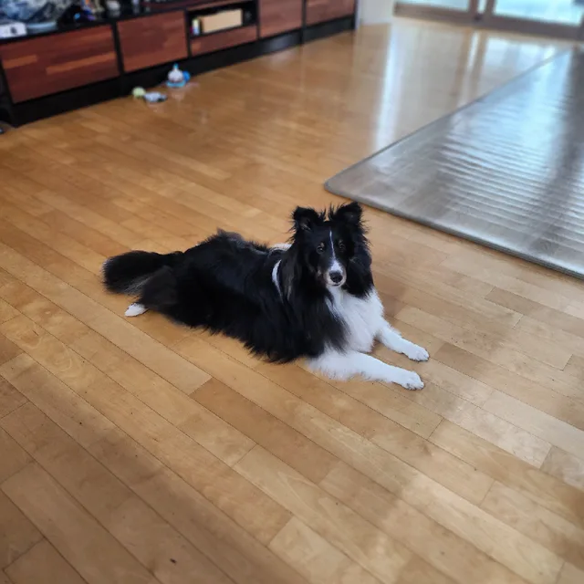 꼬달이사랑