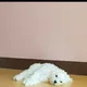 단추