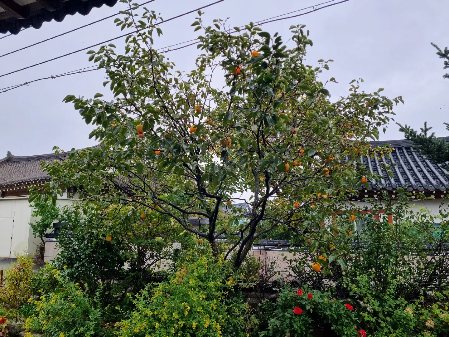 포로리