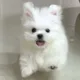두부