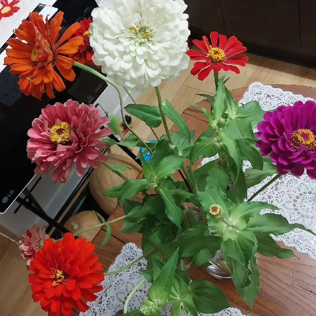 뚱이바라기