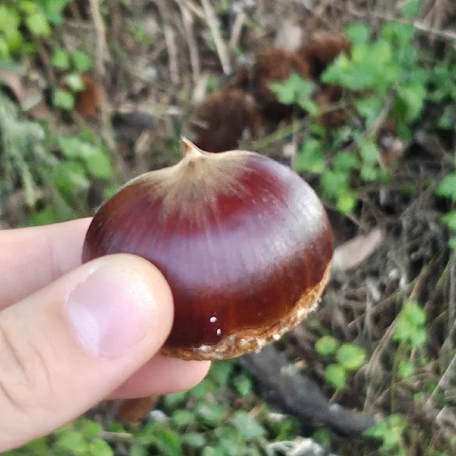 달디단밤
