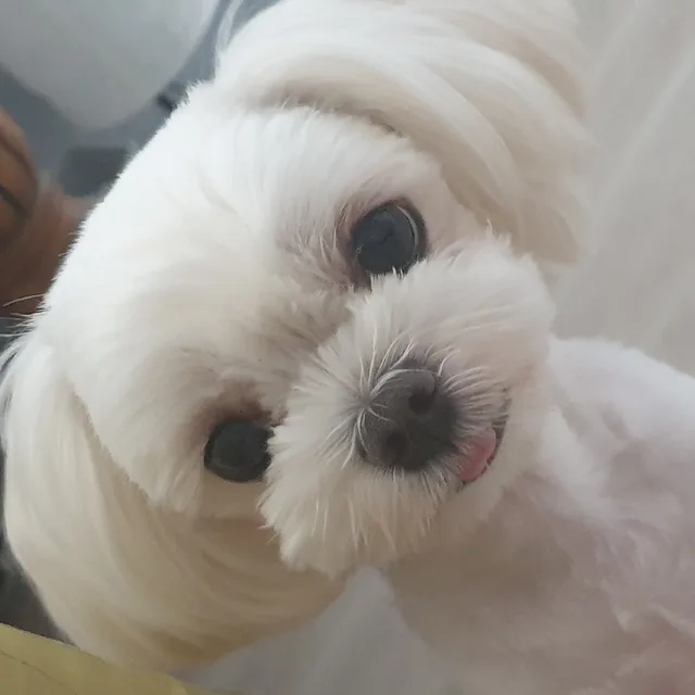 당근조아
