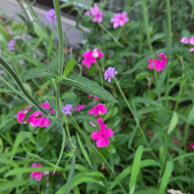 바람