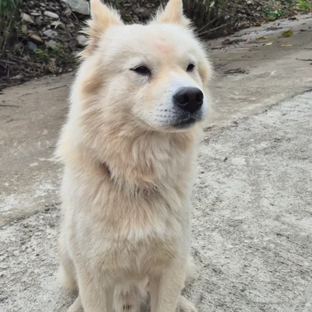 흰둥이