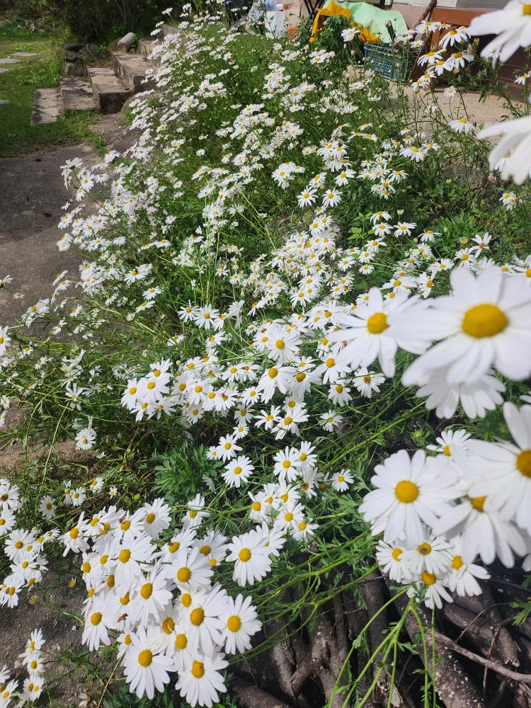 검덕산62발산