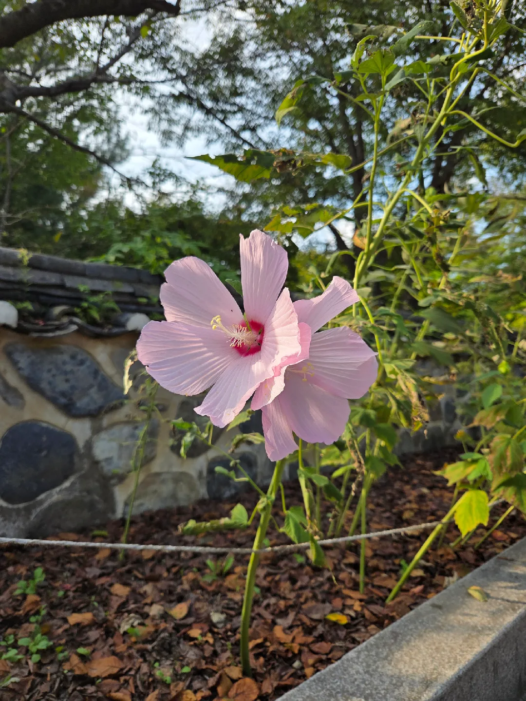 발근육