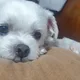 라이언